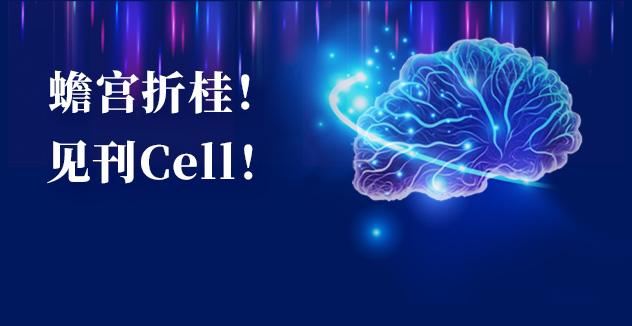 Cell项目文章 | 中国科学家解码人脑多区域时空发育奥秘！